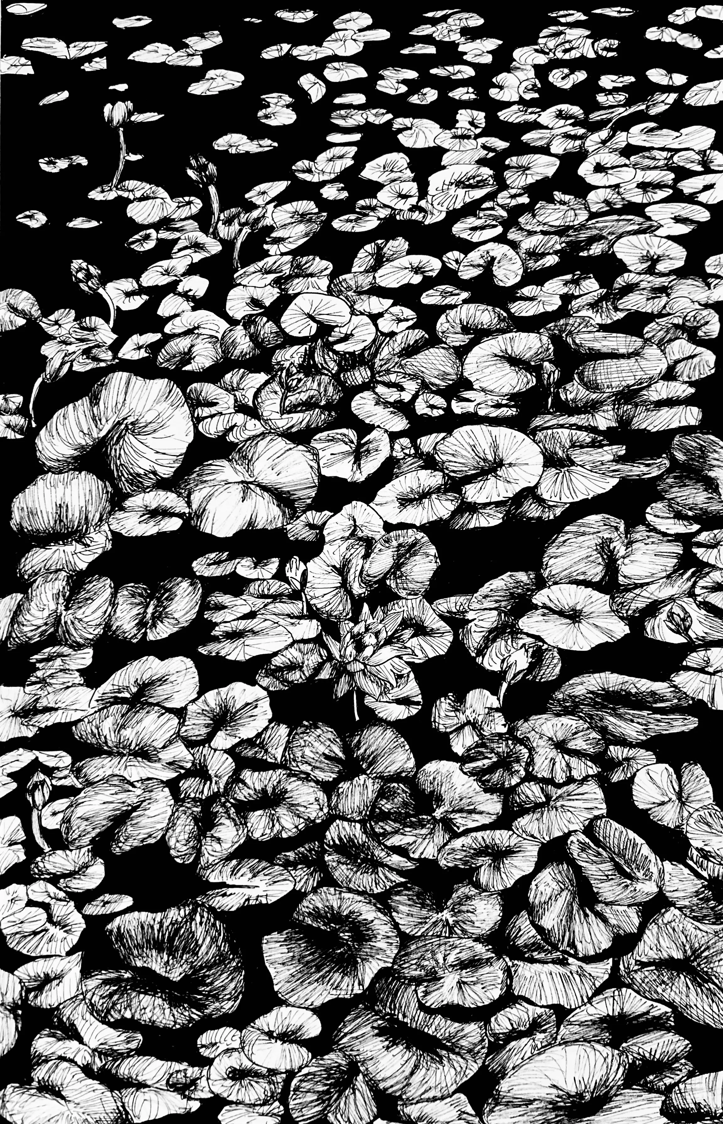 Lillies from Lille — image 1